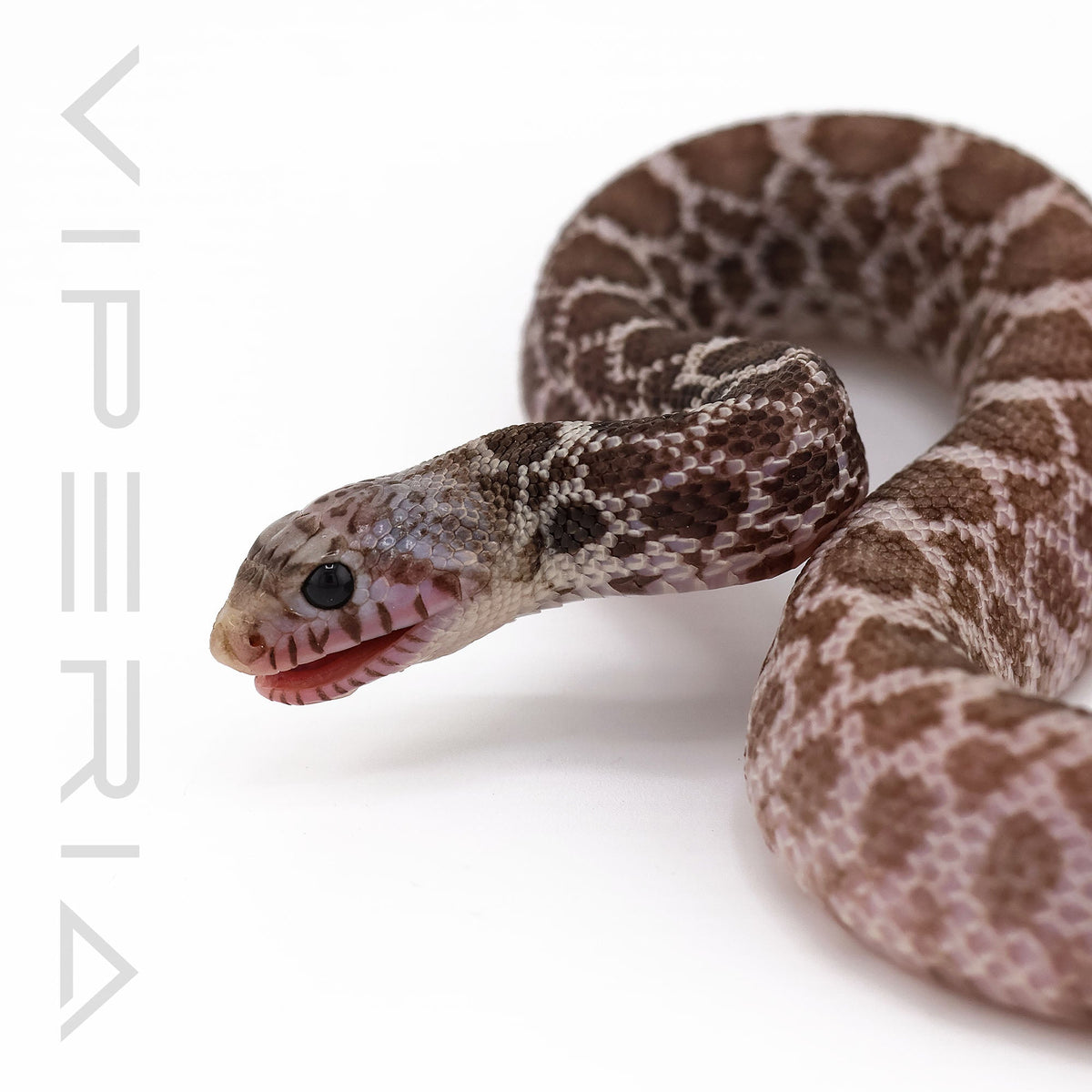Ghost Bull Snake