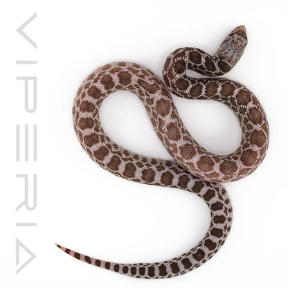 Ghost Bull Snake