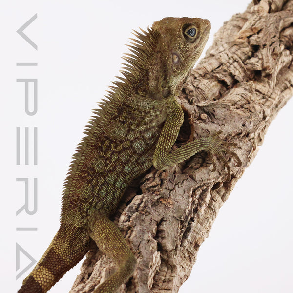 Bell's Angle-Headed Lizard
