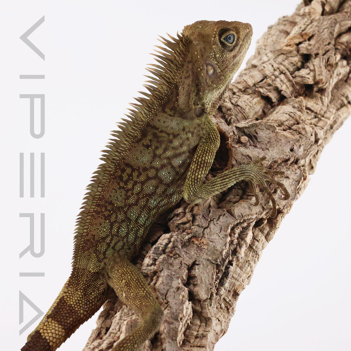 Bell's Angle-Headed Lizard