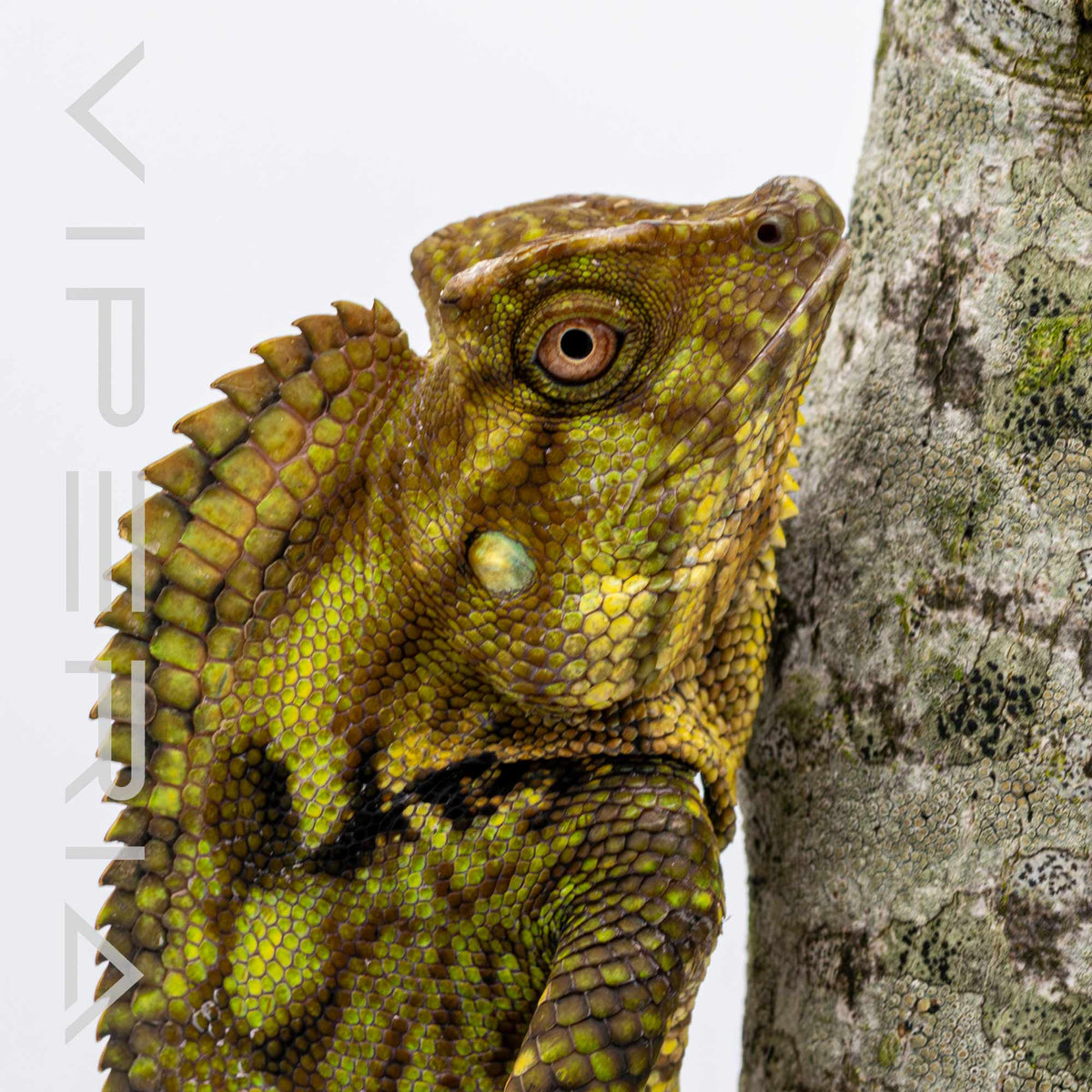 Doria's Angle-headed Lizard