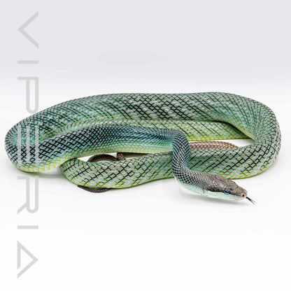 Borneo Blue Red Tail Rat  Snake