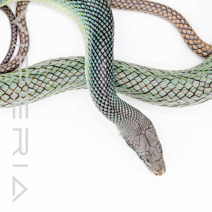 Borneo Blue Red Tail Rat  Snake
