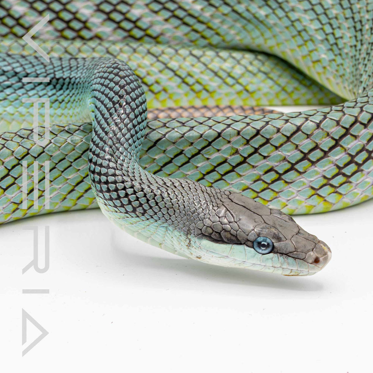 Borneo Blue Red Tail Rat  Snake