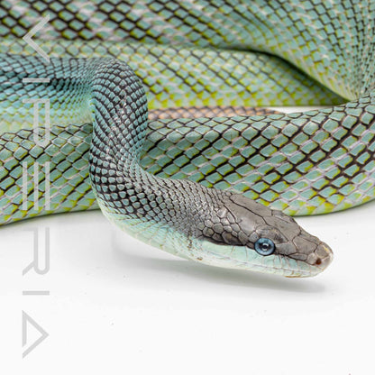Borneo Blue Red Tail Rat  Snake