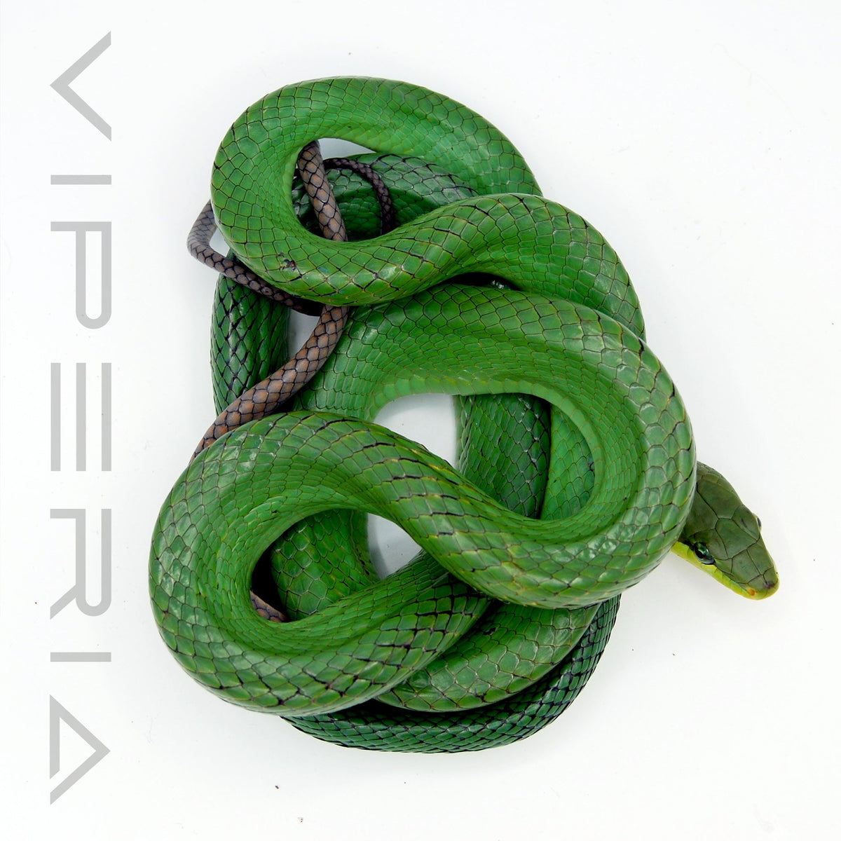 Red-Tailed Rat Snake