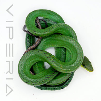 Red-Tailed Rat Snake