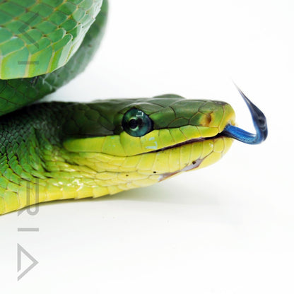 Red-Tailed Rat Snake