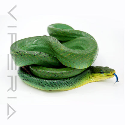 Red-Tailed Rat Snake