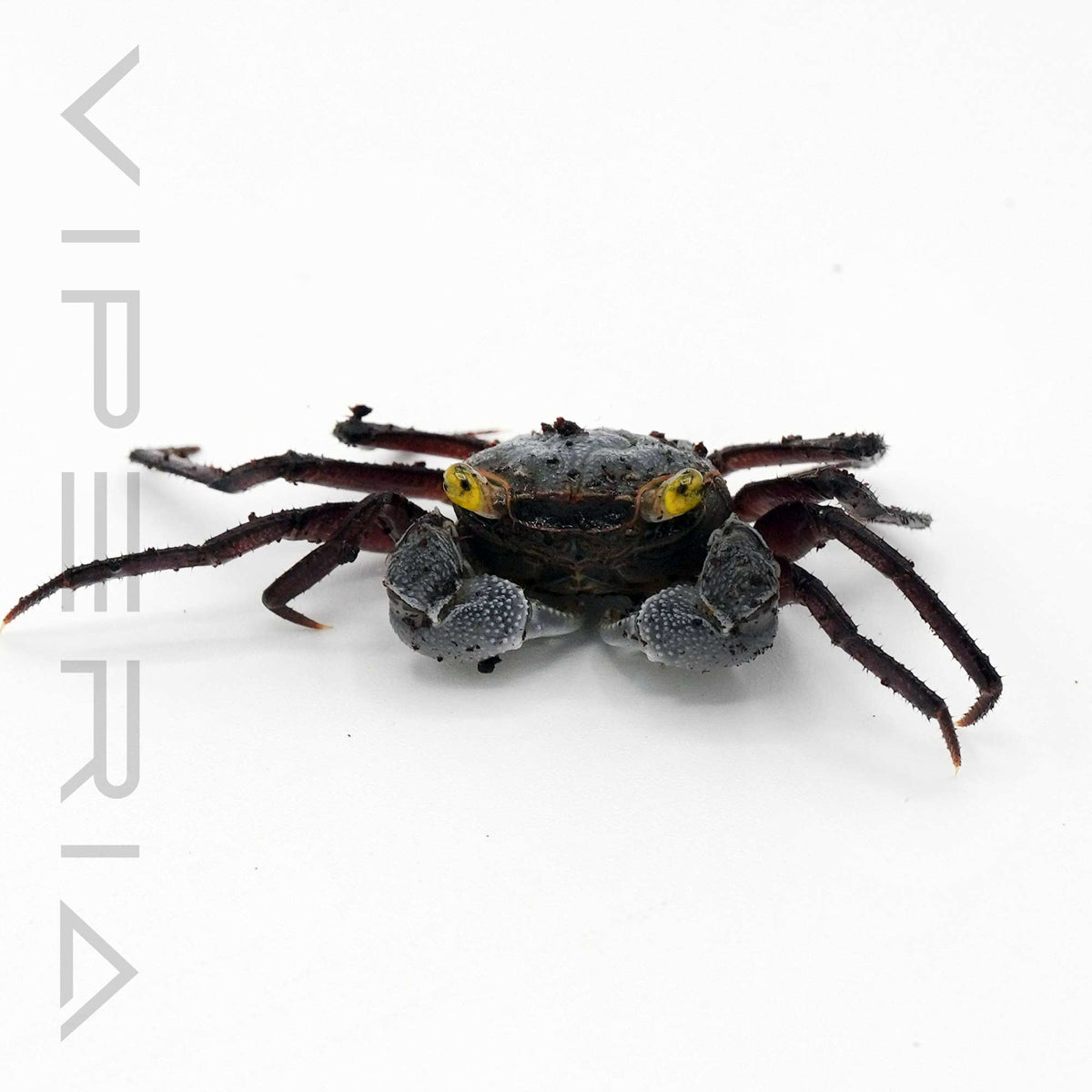 Graphite Grey Vampire Crab