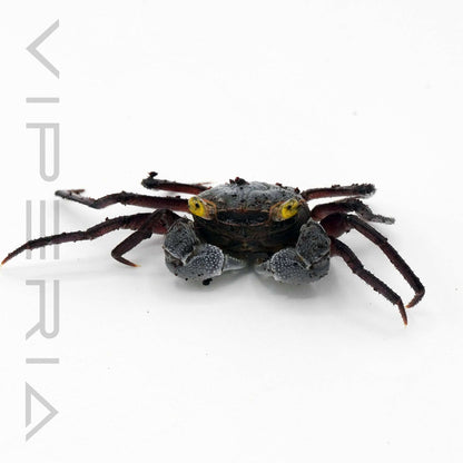 Graphite Grey Vampire Crab
