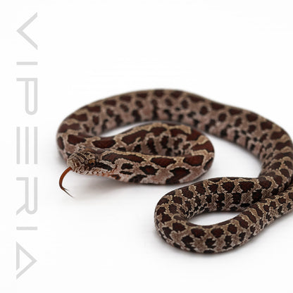 Great Plains Rat Snake