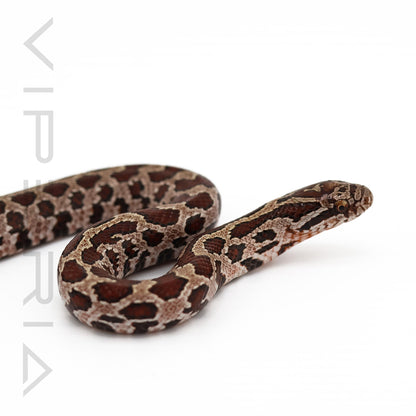 Great Plains Rat Snake