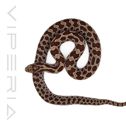 Great Plains Rat Snake