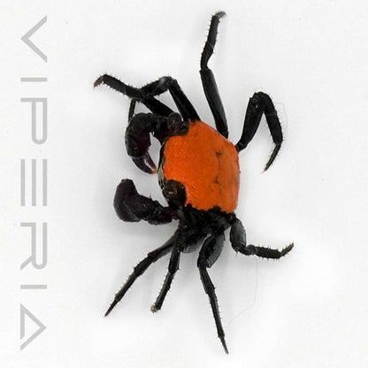 Halloween vampire crab
