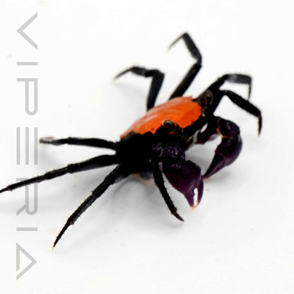 Halloween vampire crab