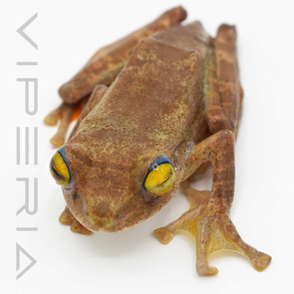 Harlequin Tree Frog