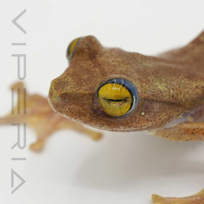 Harlequin Tree Frog