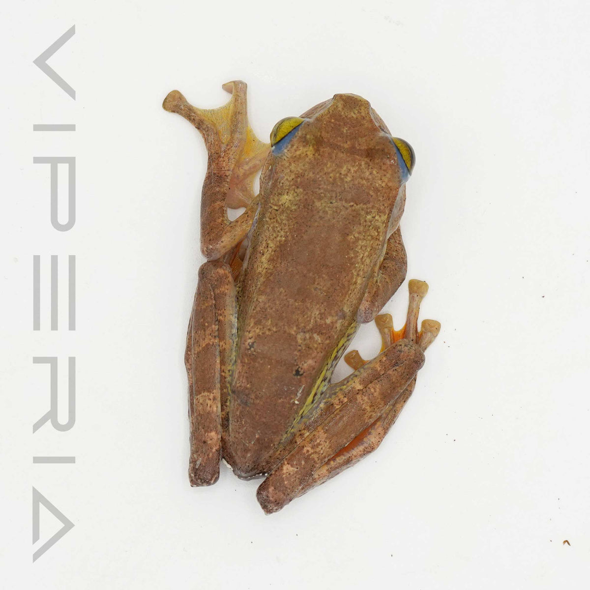 Harlequin Tree Frog
