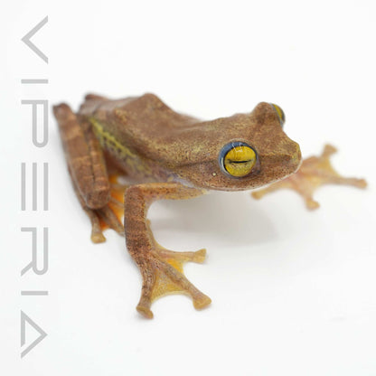 Harlequin Tree Frog