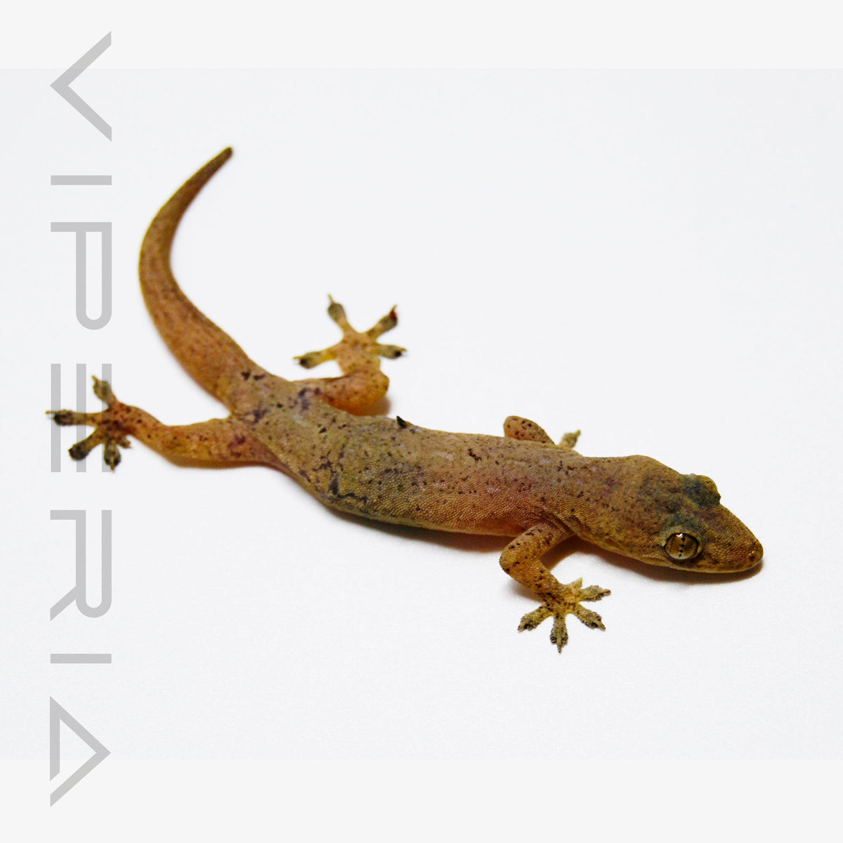 House Gecko