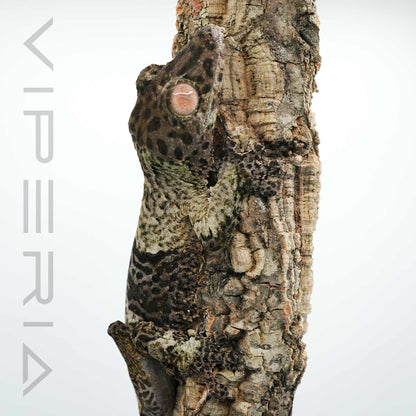 Henkel’s Leaf Tail Gecko