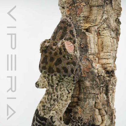 Henkel’s Leaf Tail Gecko