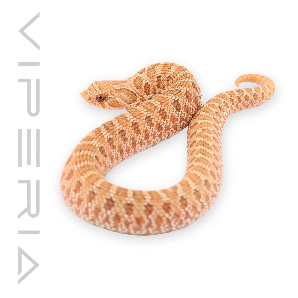 Hypo Western Hognose