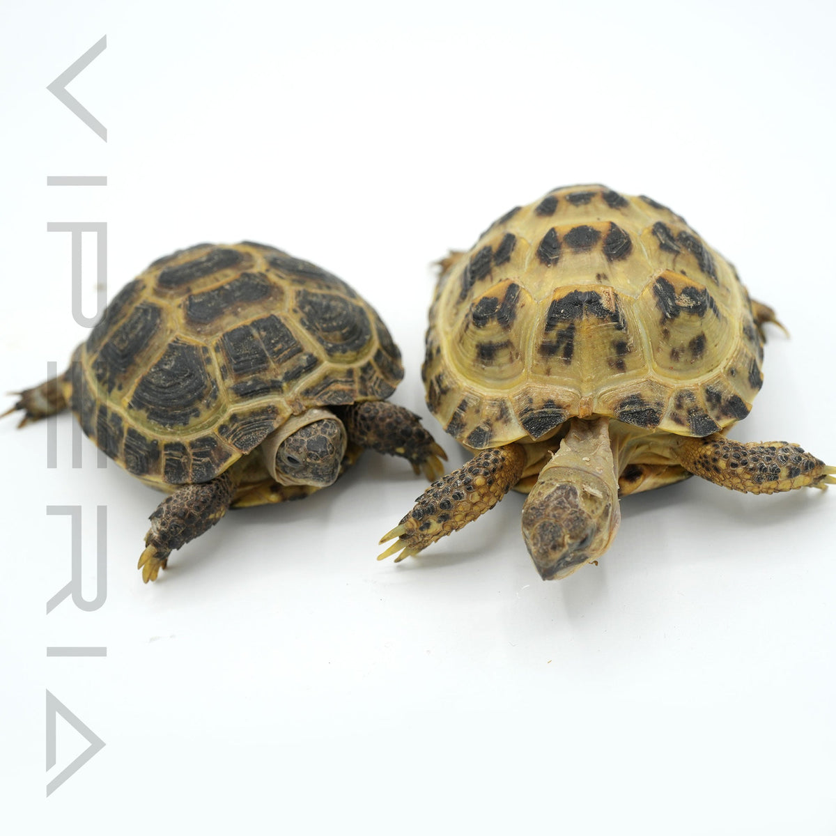Horsefield Tortoise