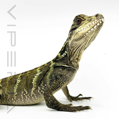 Giant Sailfin Lizard
