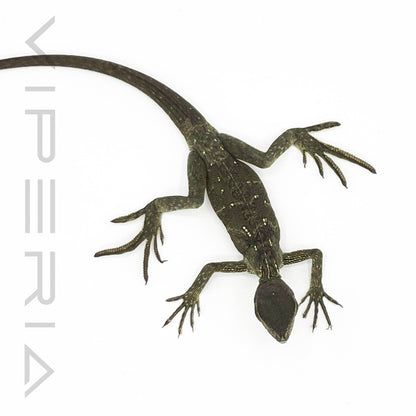 Halmahera Sailfin Dragon