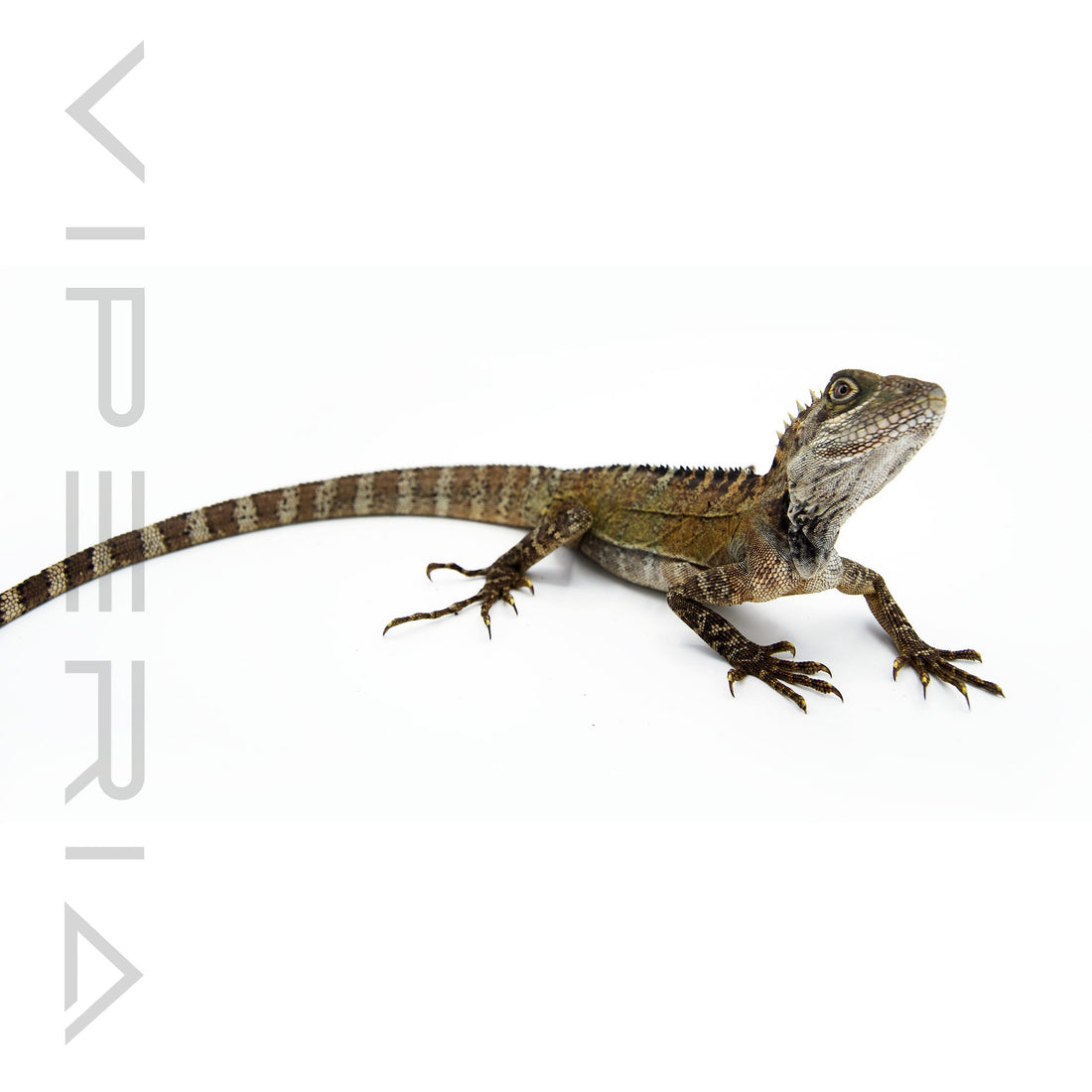 Northern Forest Dragon for Sale – Viperia Reptiles