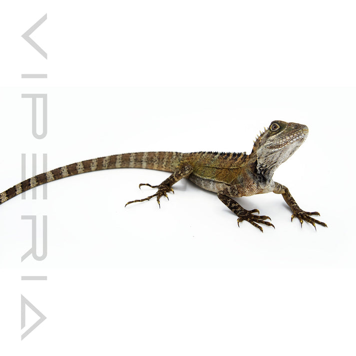 Northern Forest Dragon for Sale – Viperia Reptiles