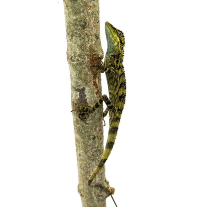Indonesian False Bloodsucker
