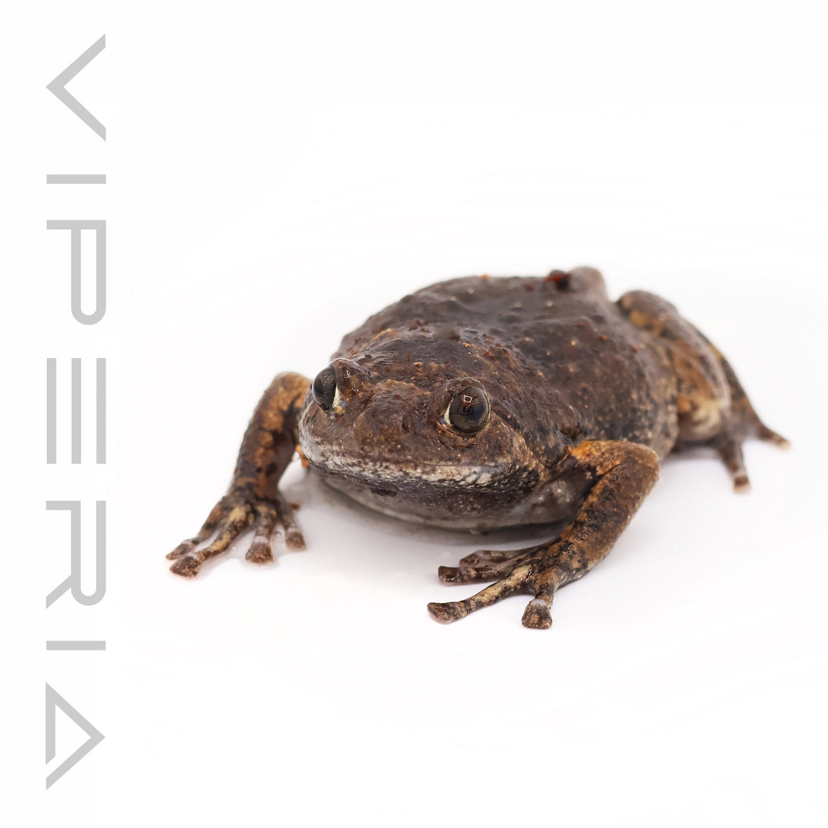 Flower Pot Toad