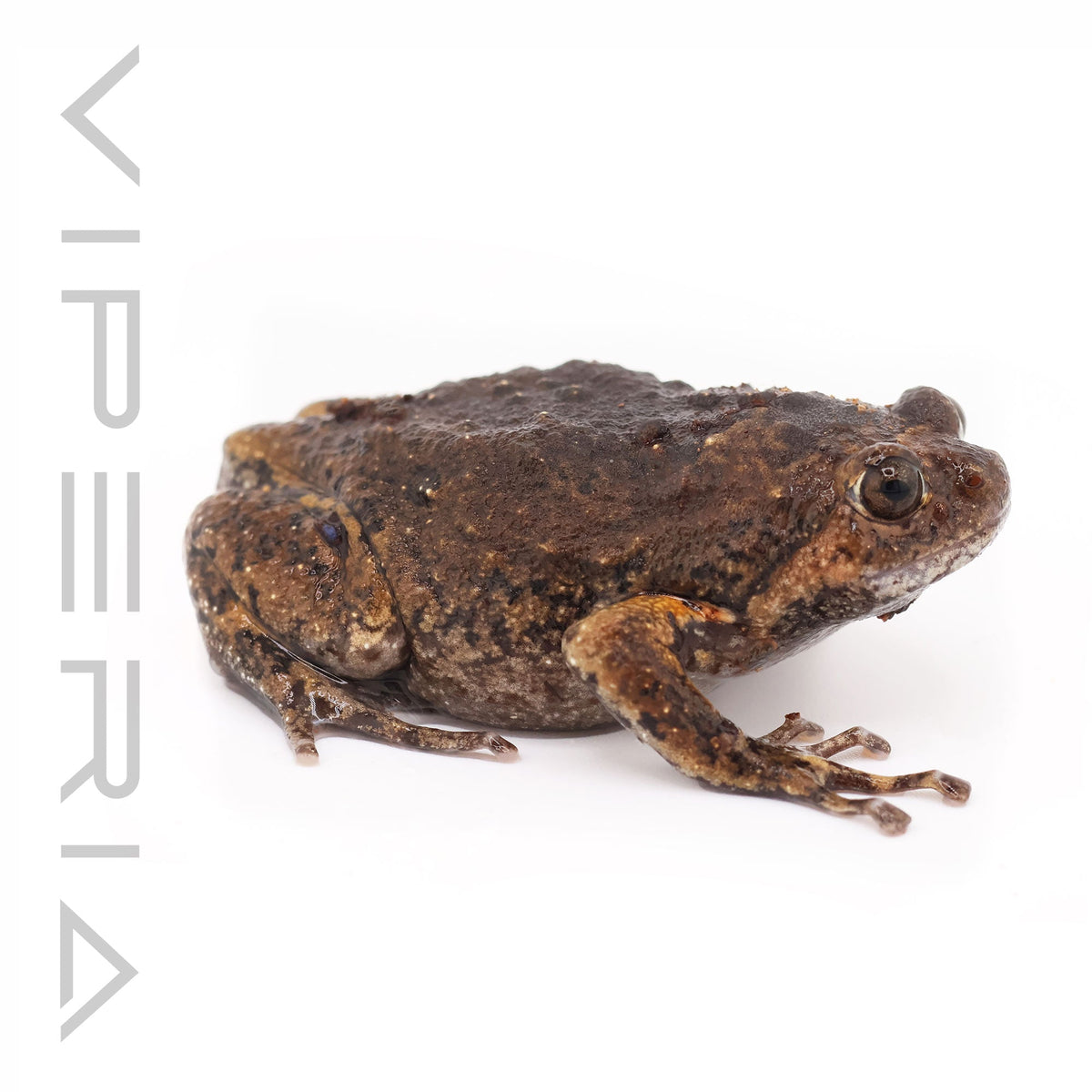 Flower Pot Toad