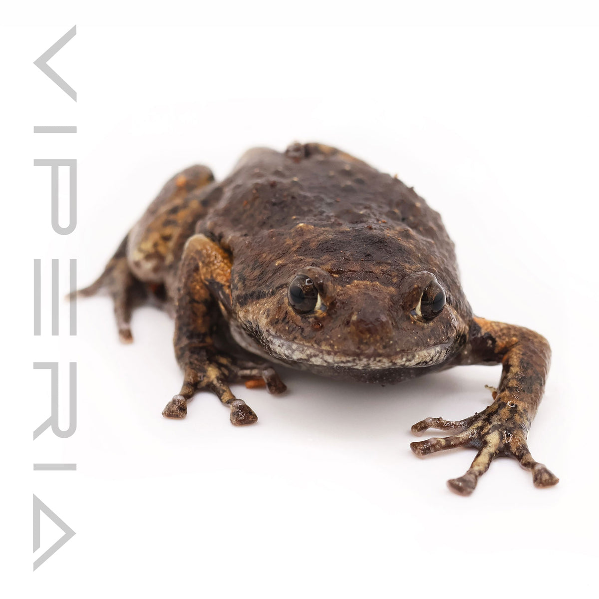 Flower Pot Toad