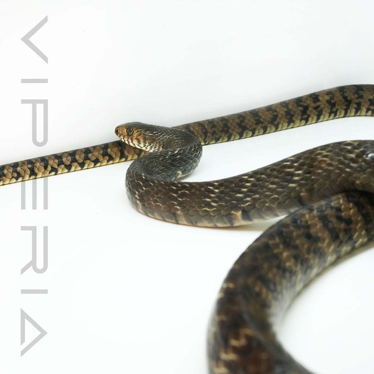 Keeled Rat Snake