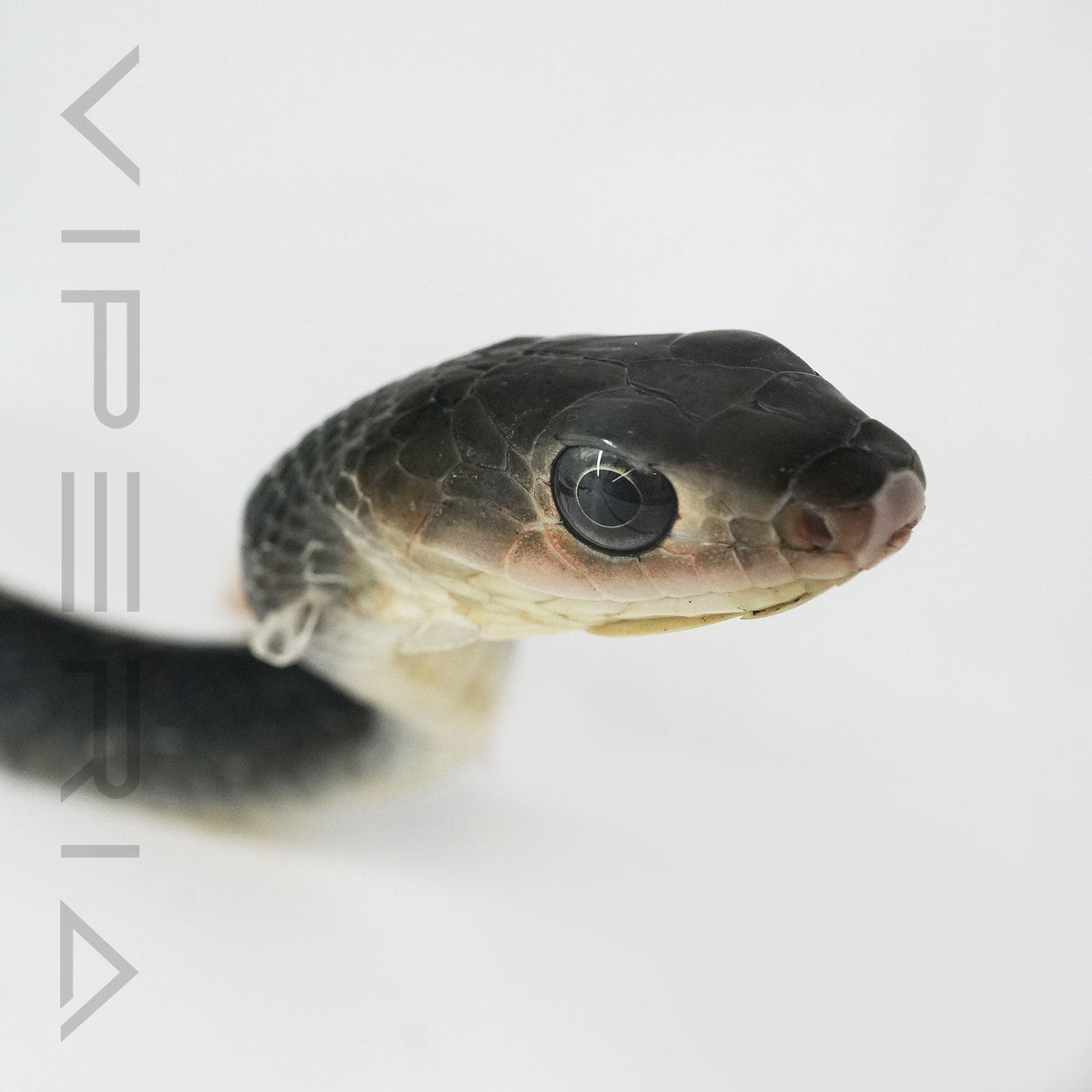 Keeled Rat Snake