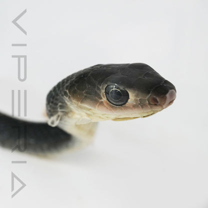 Keeled Rat Snake