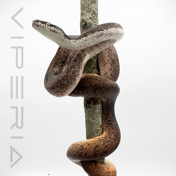 Savu Python