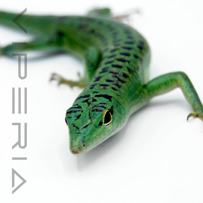 Emerald Tree Skink
