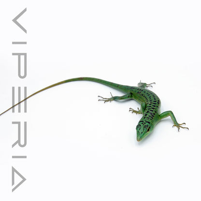 Emerald Tree Skink