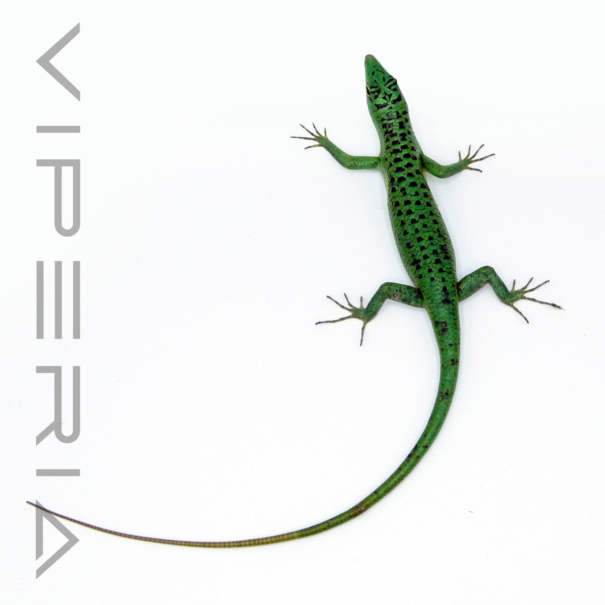 Emerald Tree Skink