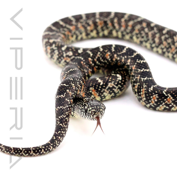 Florida Kingsnake