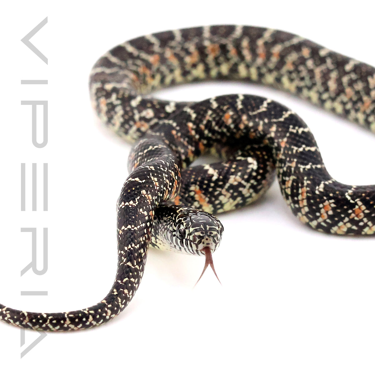 Florida Kingsnake