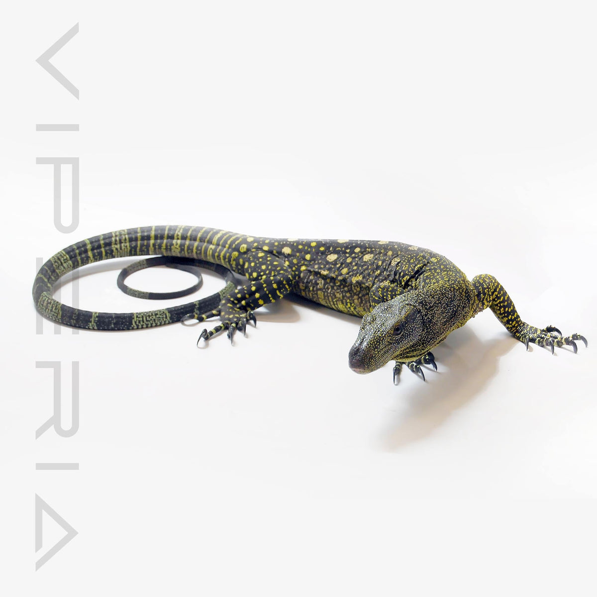 Crocodile Monitor (1.1 Pair Only)