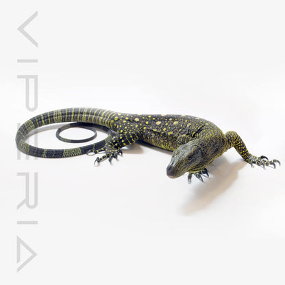 Crocodile Monitor (1.1 Pair Only)