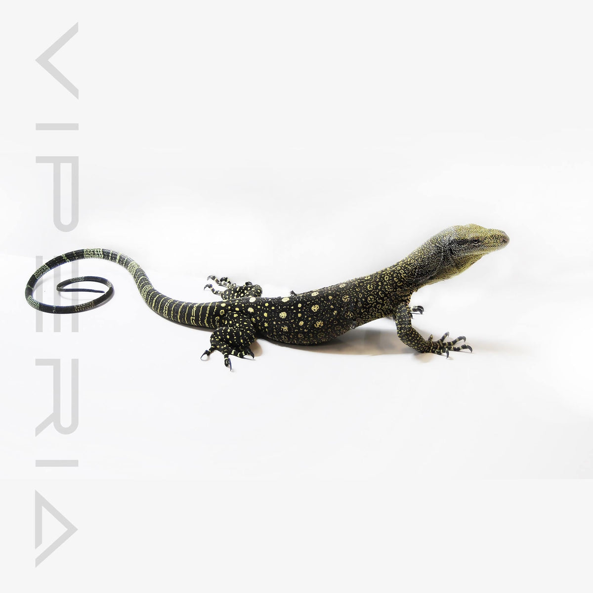 Crocodile Monitor (1.1 Pair Only)