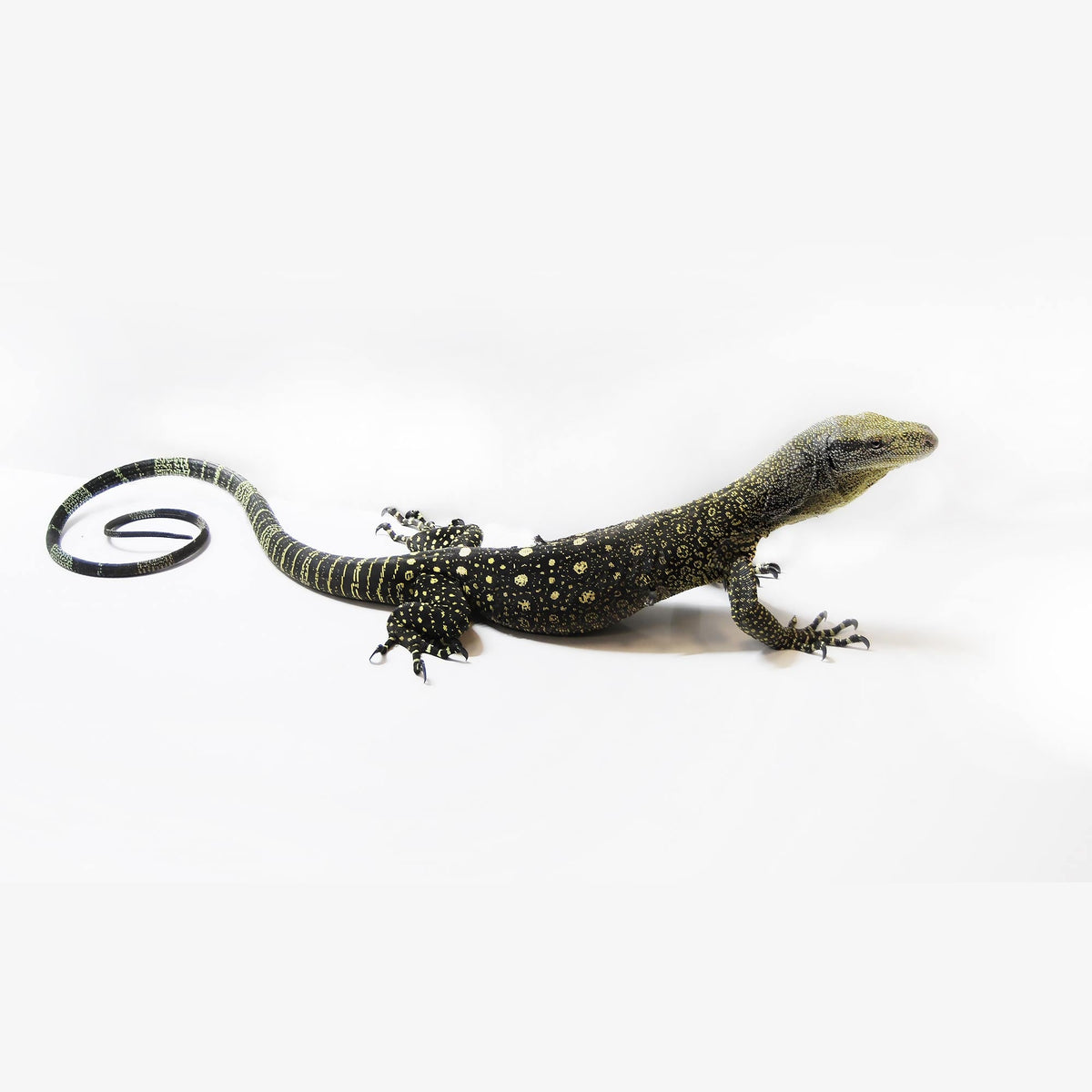 Crocodile Monitor (1.1 Pair Only)